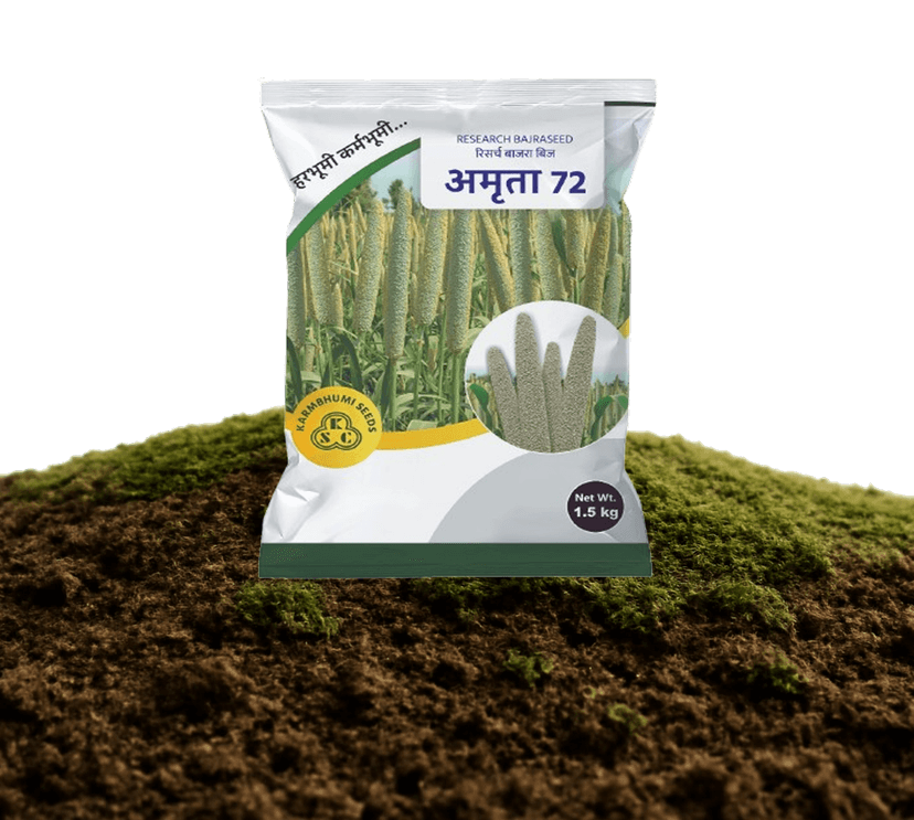 Amruta-72 Research Bajra Seeds