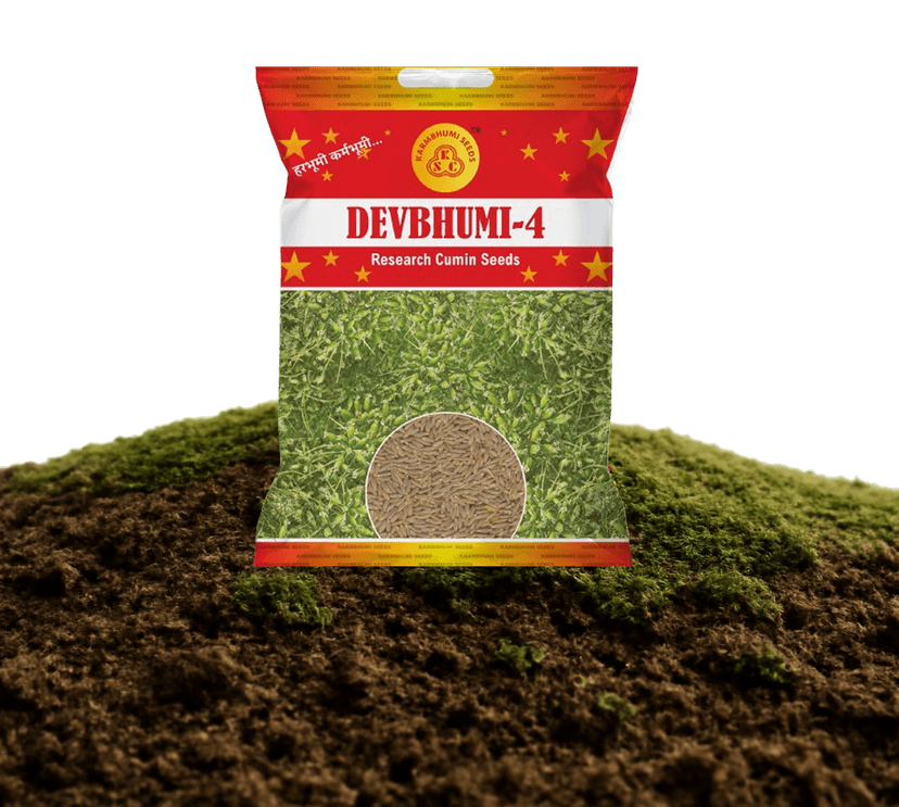 દેવભૂમિ-4 રિસર્ચ જીરાના બીજ