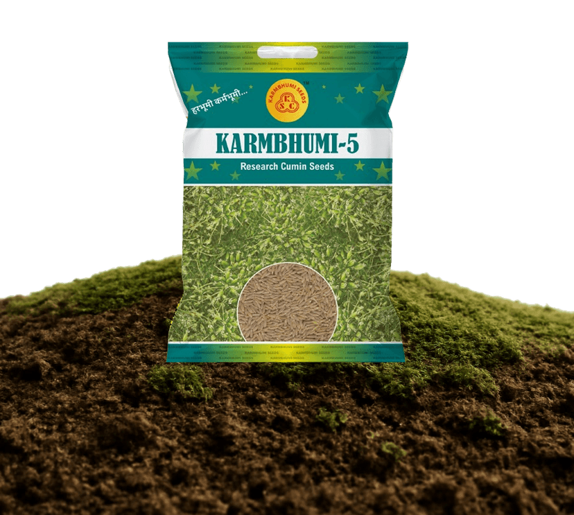 Karmbhumi-5 Research Cumin Seeds