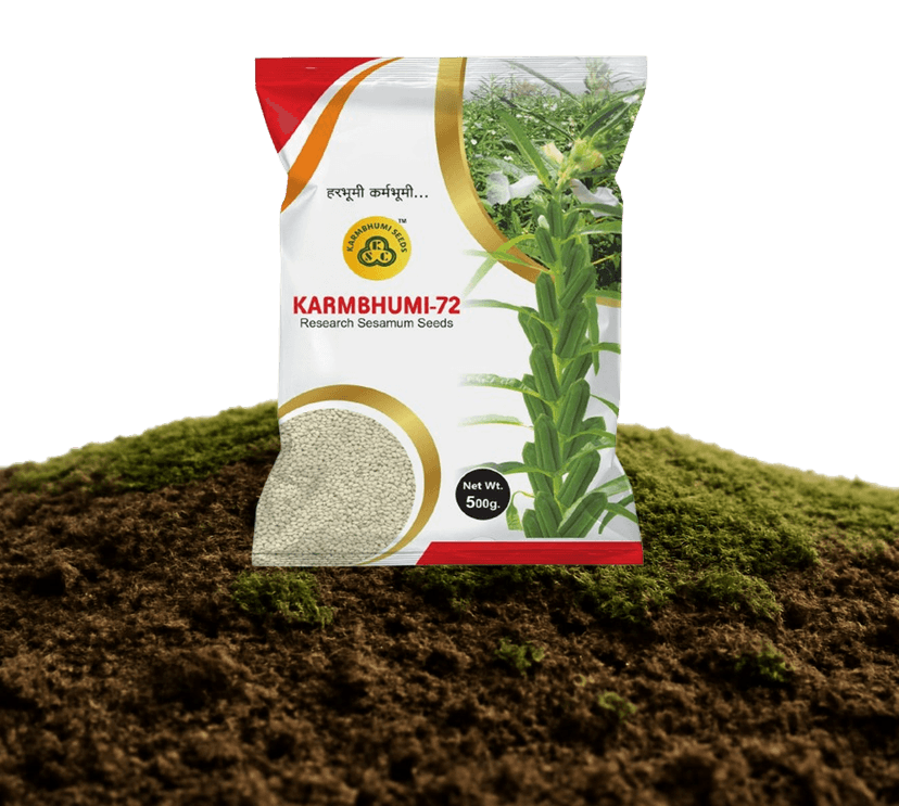 Karmbhumi-72 Research Sesamum Seeds