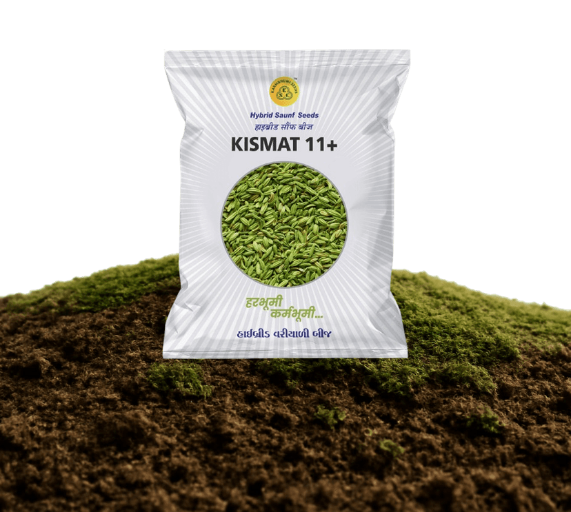 Kismat-11+ Hybrid Fennel Seeds