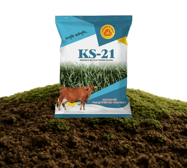 KS-21 Rajka Bajri Seeds