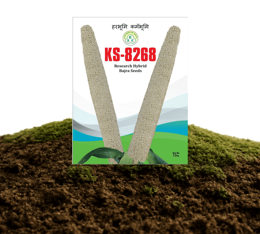 KS-8268 Research Hybrid Bajra Seeds