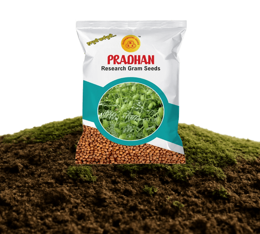 પ્રધાન રિસર્ચ ચણાના બીજ