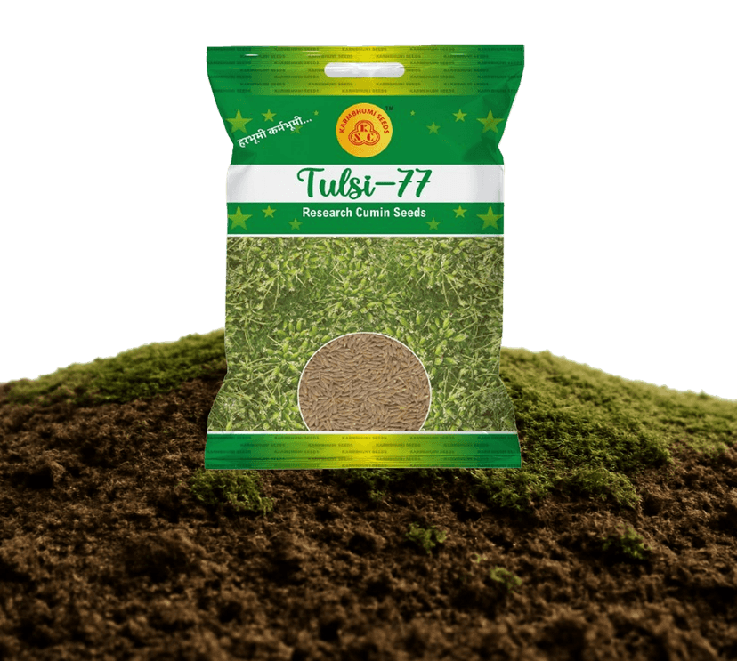 Tulsi-77 Research Cumin Seeds