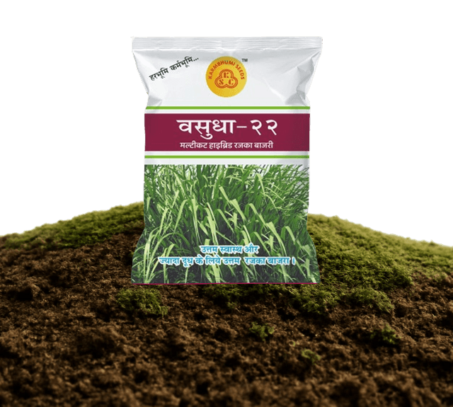 वसुधा-22 मल्टीकट हाइब्रिड बाजरा