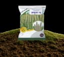Amruta-72 Research Bajra Seeds view 1