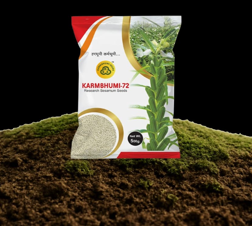 Karmbhumi-72 Research Sesamum Seeds