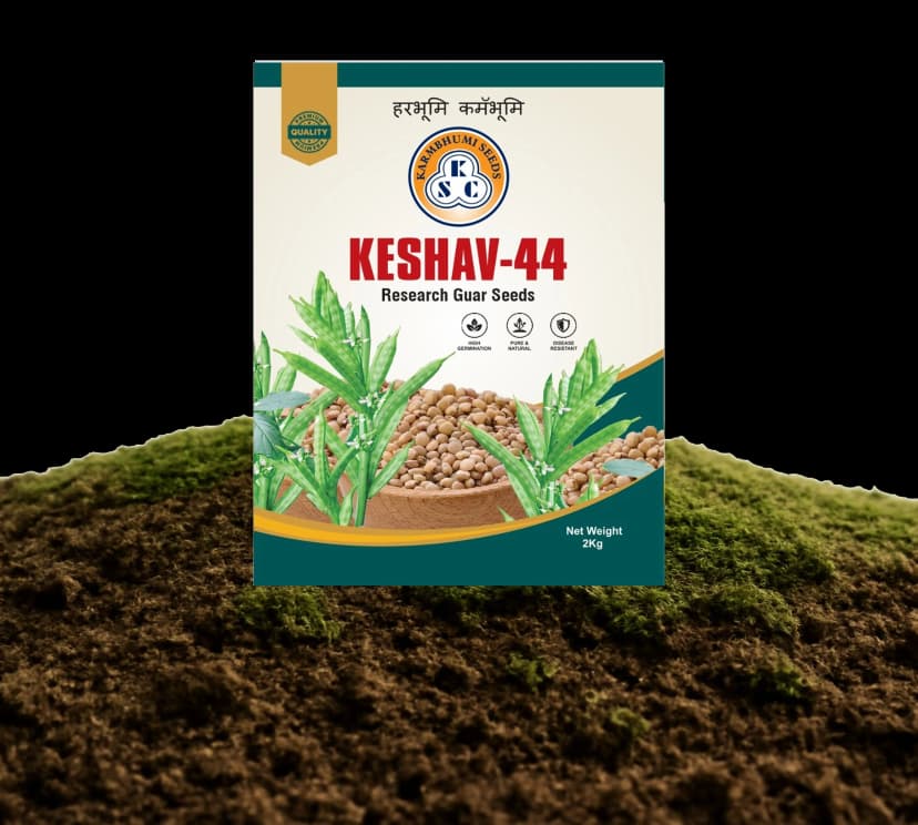 કેશવ-44 ગ્વાર બીજ