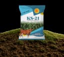 KS-21 Rajka Bajri Seeds view 1