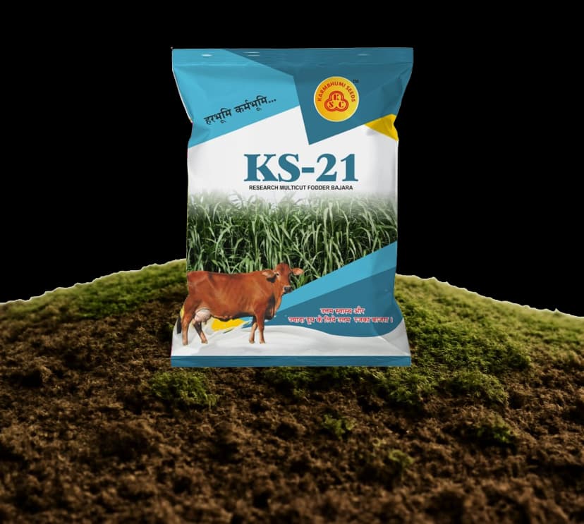 KS-21 Rajka Bajri Seeds
