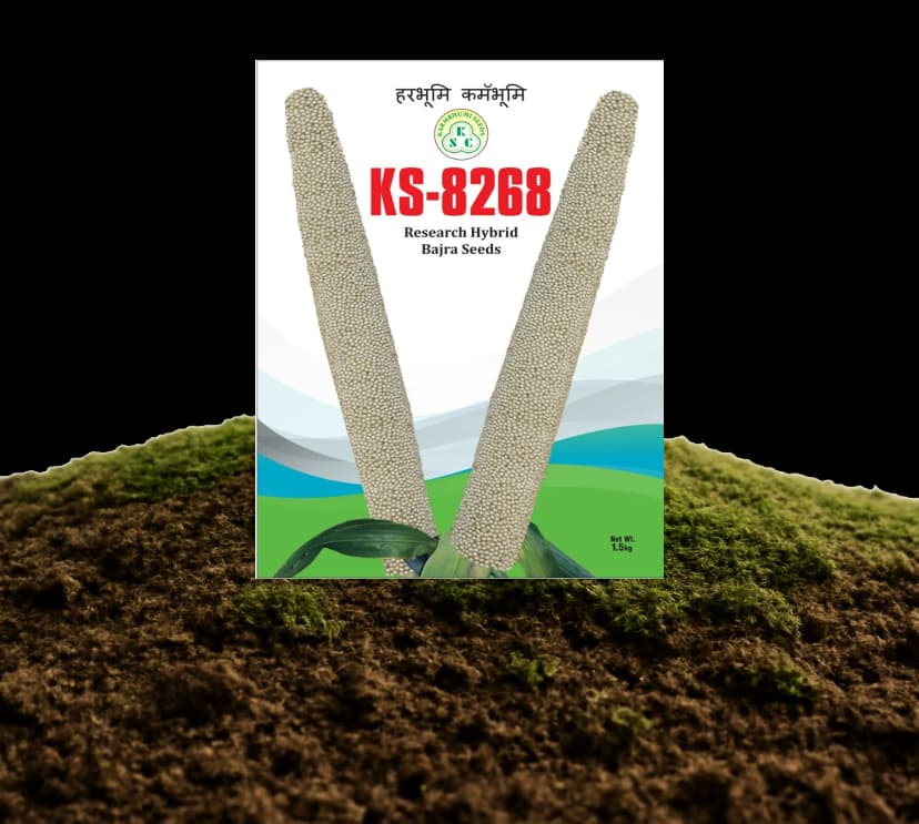KS-8268 Research Hybrid Bajra Seeds